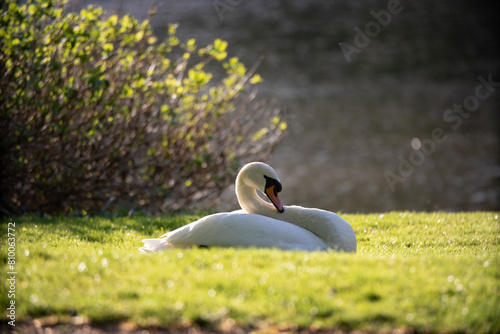 Swan resting in the setting sun