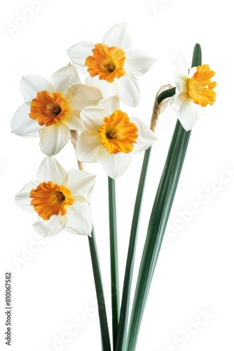 Fresh white and orange flowers in a decorative vase. Perfect for home decor or floral arrangements