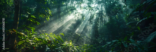 A wide-angle shot of a dense lowland forest with rays of sunlight piercing through the canopy, illuminating the undergrowth photo