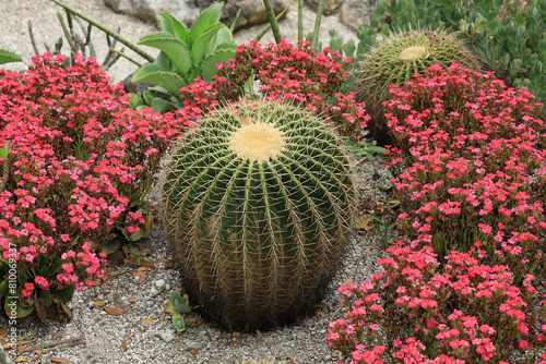 Large sun loving barrel cactus surrounded by red kalanchoe plants.