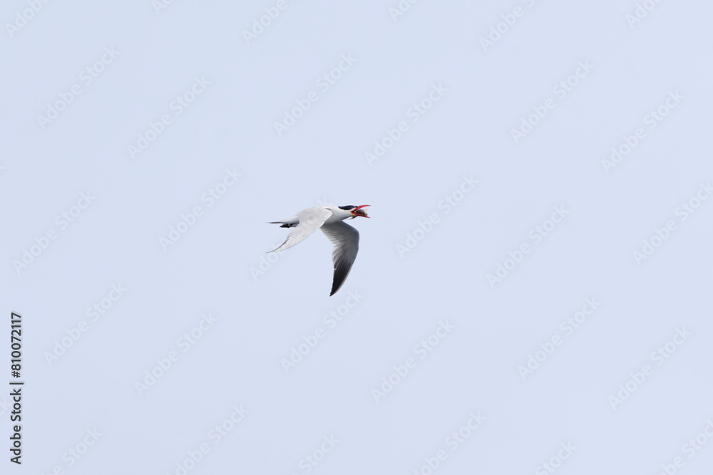 Obraz premium Caspian tern (Hydroprogne caspia) flying in the sky with a fish in it's beak in summer. 