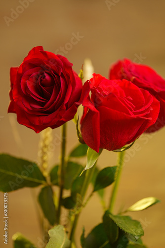 Red roses on blurred background