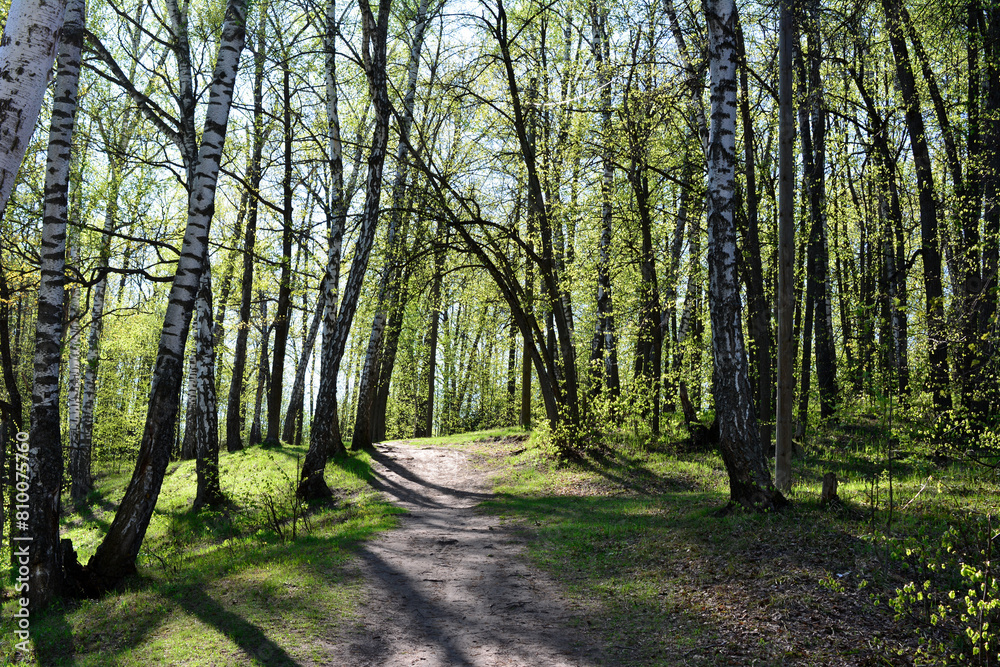 a dirt road with birch trees and sunlight in the background a dirt road with birch trees and sunlight in the background
