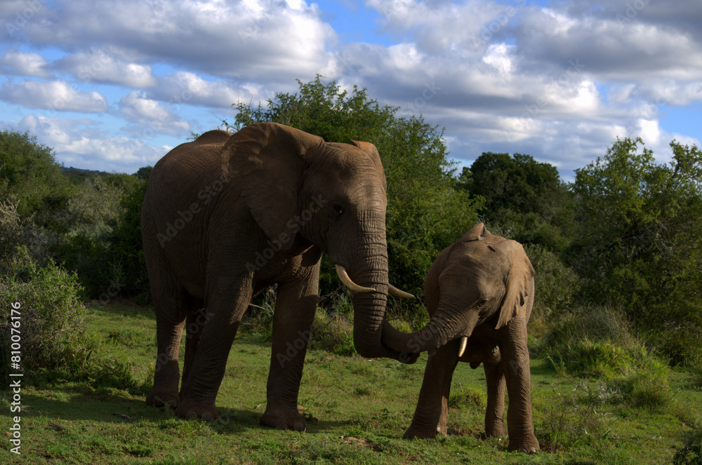Obraz premium What a scene, adult and calf of African Elephant (Loxodonta africana), one of the big five animals, giving each other affection in South Africa