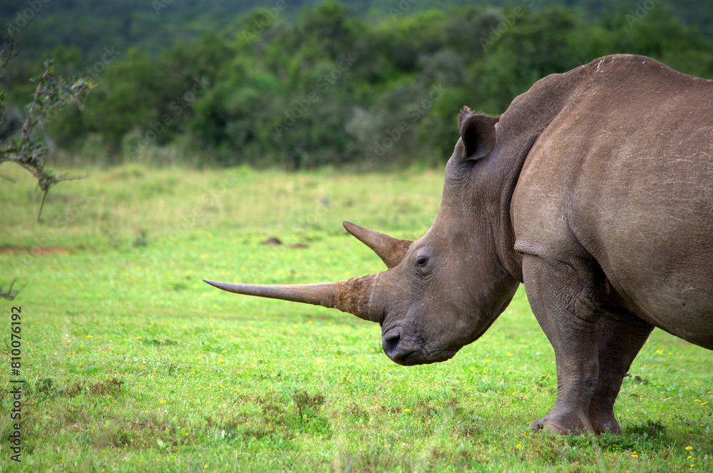 A big horned White Rhinoceros (Cerotothherium simum), one of the big five animals, in South Africa A big horned White Rhinoceros (Cerotothherium simum), one of the big five animals, in South Africa