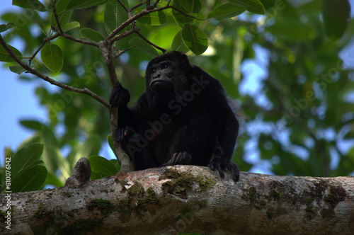 Mantled Howler Monkey (Alouatta palliata) peering down from a tree branch in the Costa Rica rainforest
