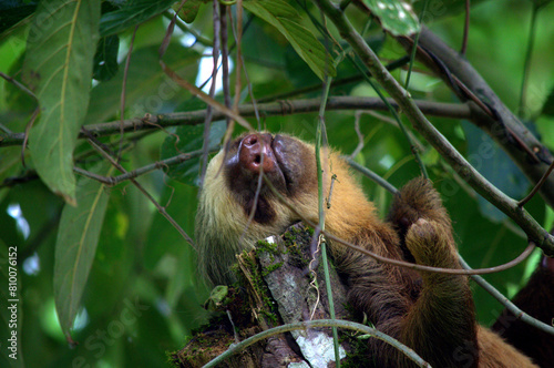 A really cute and rarely seen Hoffmann's Two-Toed Sloth (Choloepus hoffmanni) resting in a tree of the Costa Rica rainforest photo