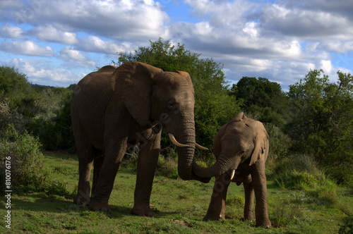 What a scene, adult and calf of African Elephant (Loxodonta africana), one of the big five animals, giving each other affection in South Africa