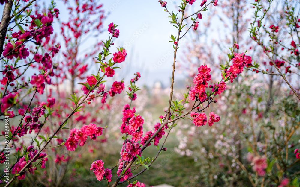blossom cherry flower in park during spring season. blossom cherry flower in park during spring season.