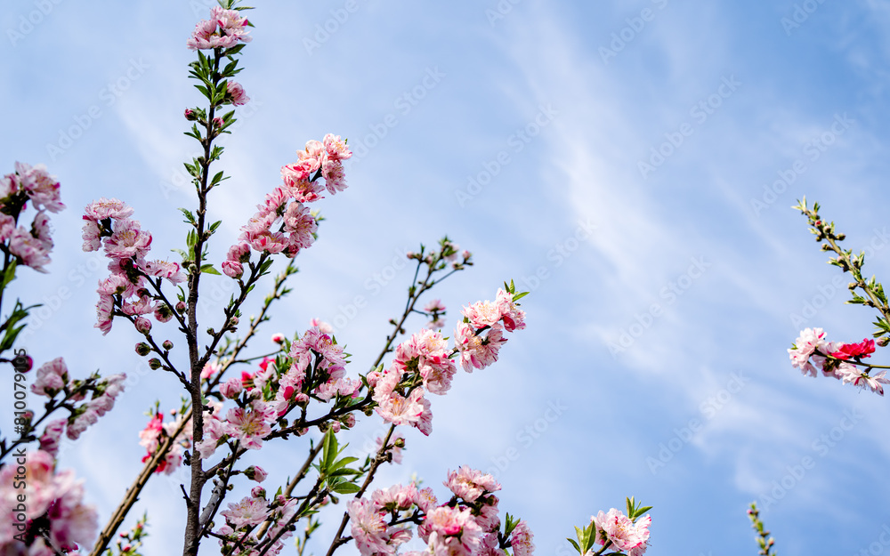 blossom cherry flower in park during spring season. blossom cherry flower in park during spring season.