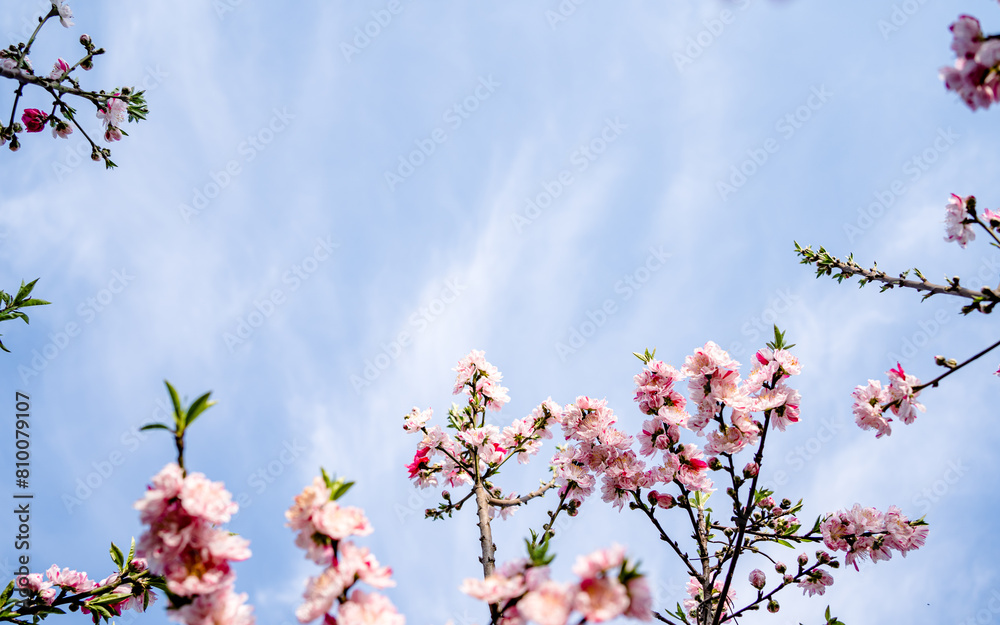 blossom cherry flower in park during spring season. blossom cherry flower in park during spring season.