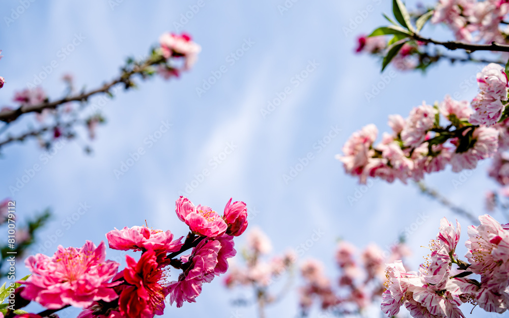blossom cherry flower in park during spring season. blossom cherry flower in park during spring season.