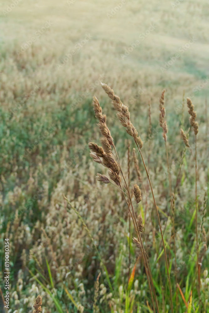 Close-up of ripe oats ears in a golden field on a sunny day with a blurred background Close-up of ripe oats ears in a golden field on a sunny day with a blurred background