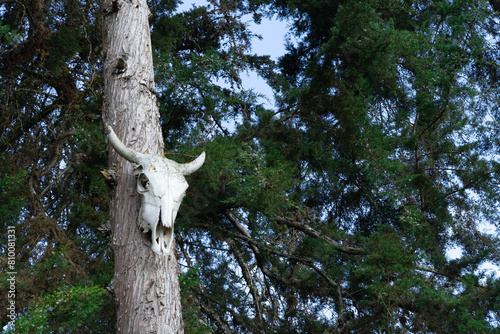 A skull is mounted on a tree trunk. The skull is white and has horns. The tree is surrounded by a forest