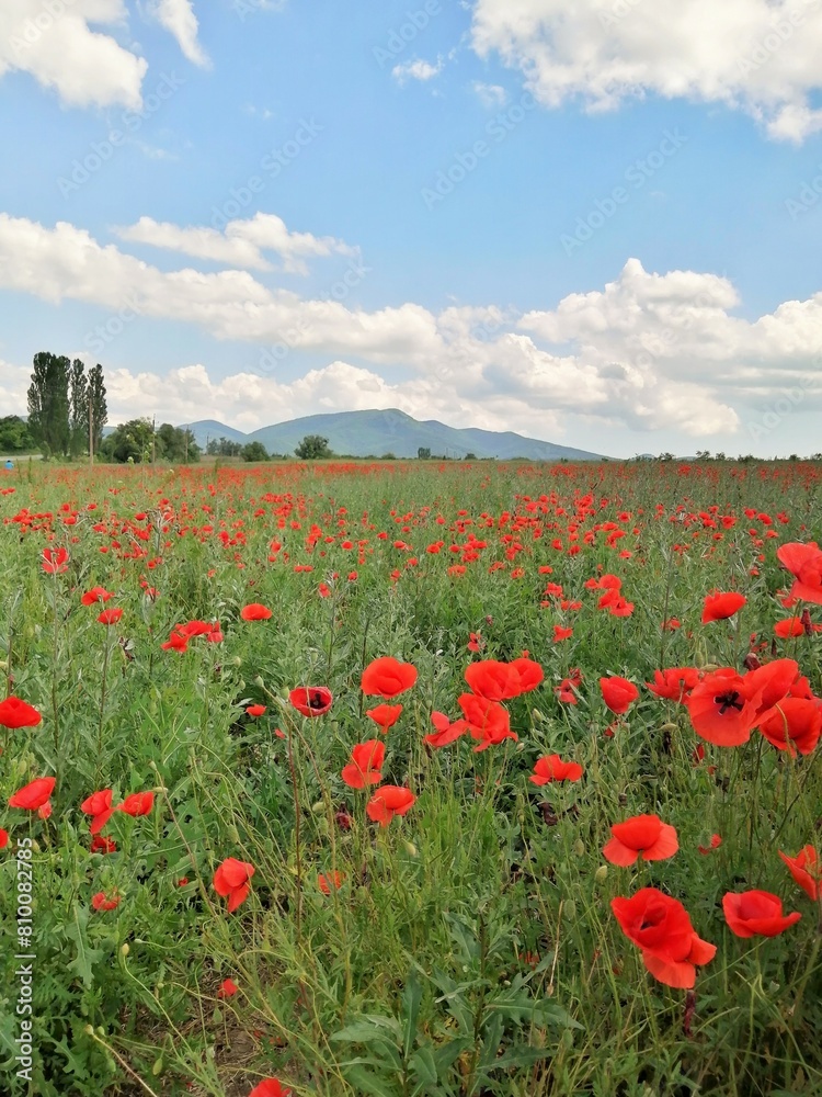 Field of blooming red poppies against the backdrop of mountains