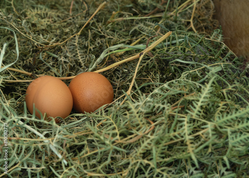Three eggs are laying on the ground in a grassy area. The eggs are brown and appear to be freshly laid. The grass is tall and green, and the eggs are surrounded by it. The scene gives off a peaceful