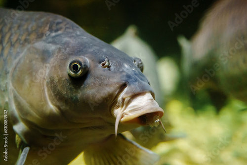 Closeup photo of fish head Eurasian European carp (Cyprinus carpio) undewater 