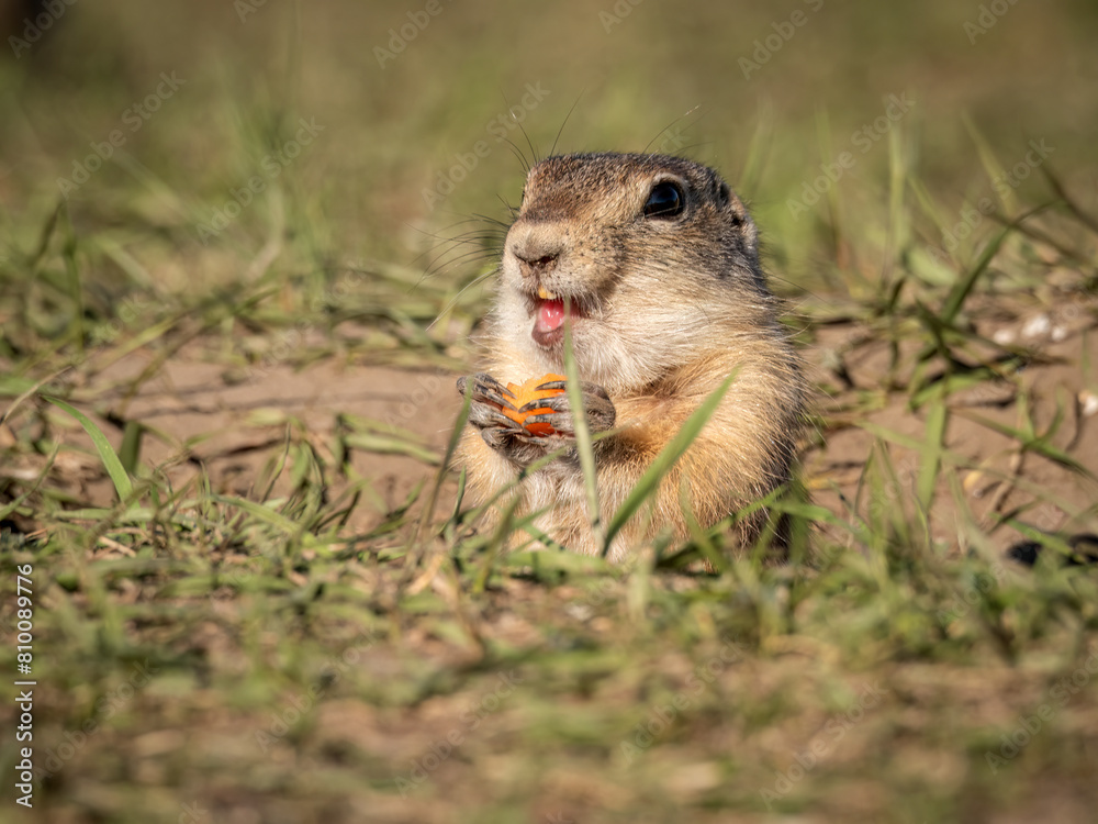A prairie dog leaning out of its hole and looking at the camera, close-up A prairie dog leaning out of its hole and looking at the camera, close-up