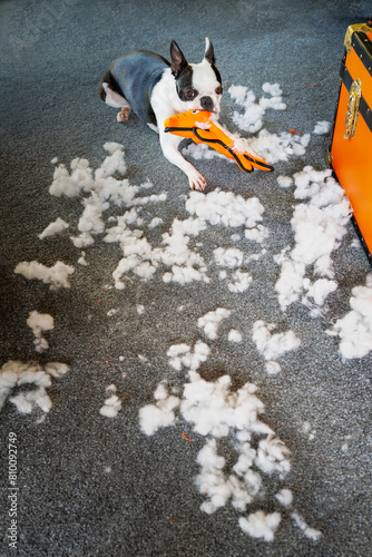 Boston Terrier dog with a soft toy in her mouth which she has destroyed. There in fluff all over the carpet.