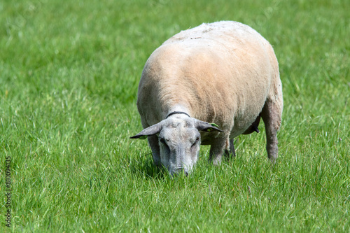 Sheep Eating Grass At Abcoude The Netherlands 5-5-2024