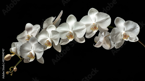 white orchid flowers  photorealistic  black background  macro photography