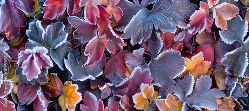 Macro shot of frost on tundra vegetation, highlighting the intricate frost patterns and vibrant survival flora in a permafrost region