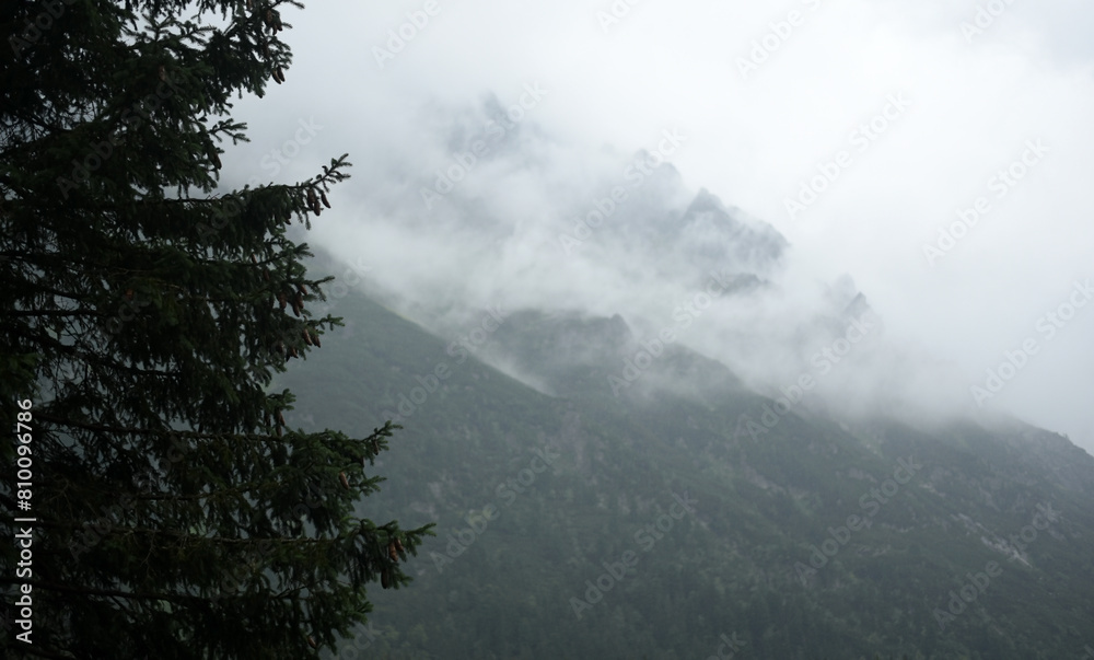 Foggy mountain landscape with fir forest.