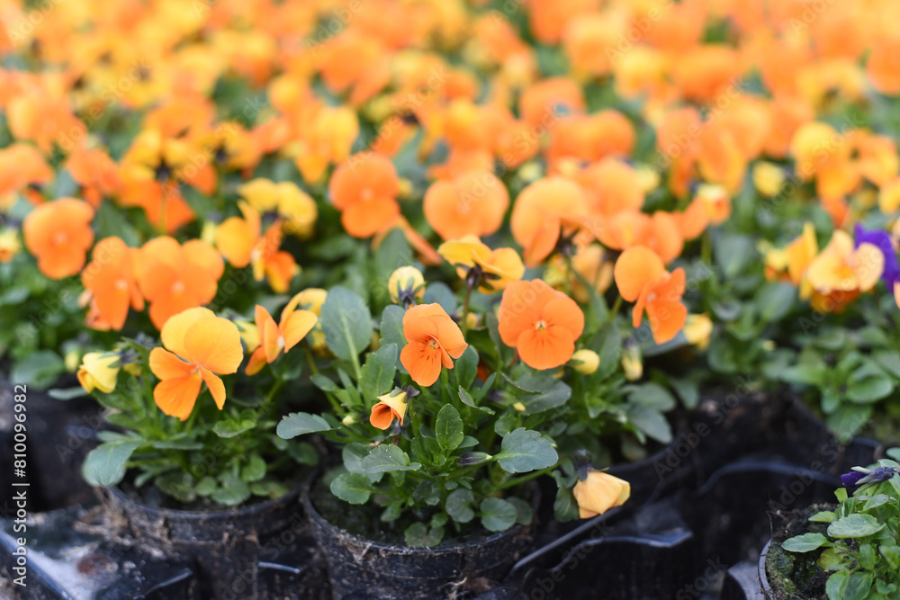 Bright pansies close-up. Macro. Spring Bright pansies close-up. Macro. Spring