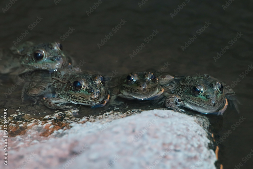 Fototapeta premium Lowland Leopard Frogs in the water