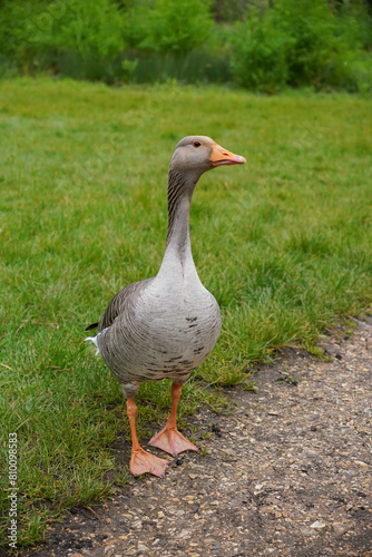 proud goose standing tall in park. Anser anser greylag goose with orange beak 