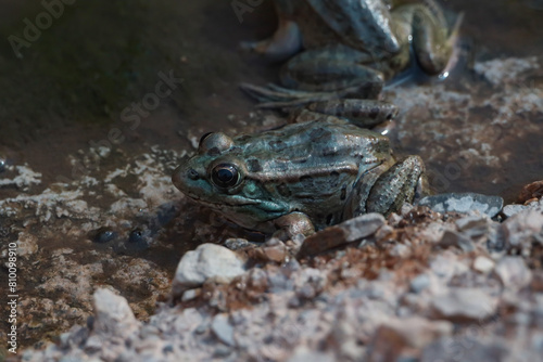 Lowland Leopard Frog in the water