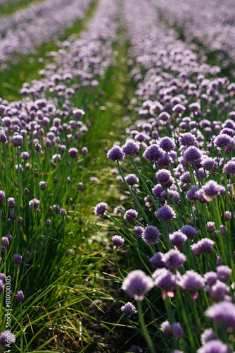 field of fresh green chives with purple blossoms