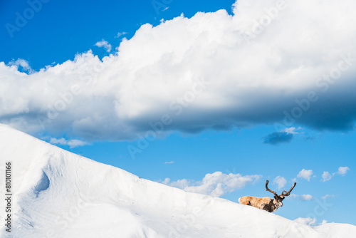 Solitary Reindeer Standing on a Snow-Covered Slope Against a Clear Blue Sky photo