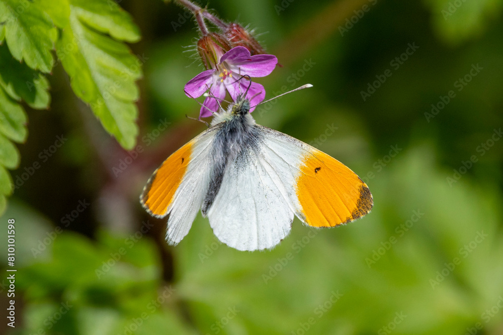 Ein Aurorafalter Männchen saugt an einer Blüte Ein Aurorafalter Männchen saugt an einer Blüte