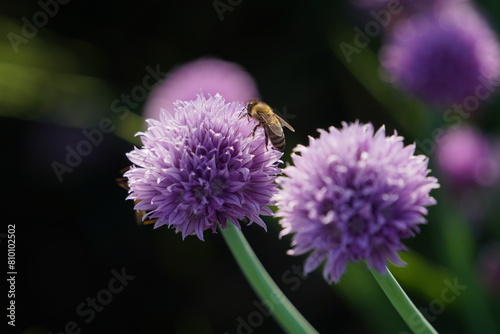 close up of a bee on the purple blossom of a chive