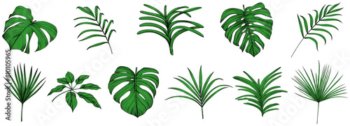 Collection of tropical leaves isolated on white background. Hand drawn illustration set.