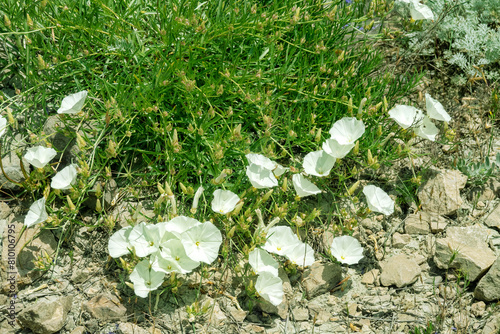 Bearbine (Convolvulus sericocephalus) species of morning glory plant. Slope to the sea, dry clay steppe (maquis) on clay soils. Crimea. Surroundings of Feodosia photo