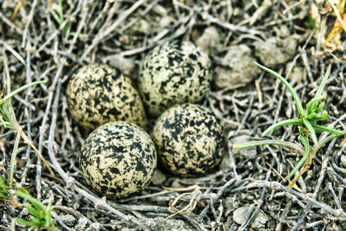 The Lapwing (Vanellus vanellus) nest is made of alkali grass dry stems. Arid salty steppe with Salsola, flat island. Seaside lagoon, north of the Black Sea.