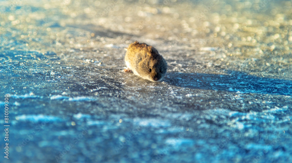 Red-backed vole (Clethrionomys glareolus) runs on ice. Mice migrations, force rivers when population density exceeds acceptable food, mass death, but this is natural mechanism of population regulation Red-backed vole (Clethrionomys glareolus) runs on ice. Mice migrations, force rivers when population density exceeds acceptable food, mass death, but this is natural mechanism of population regulation