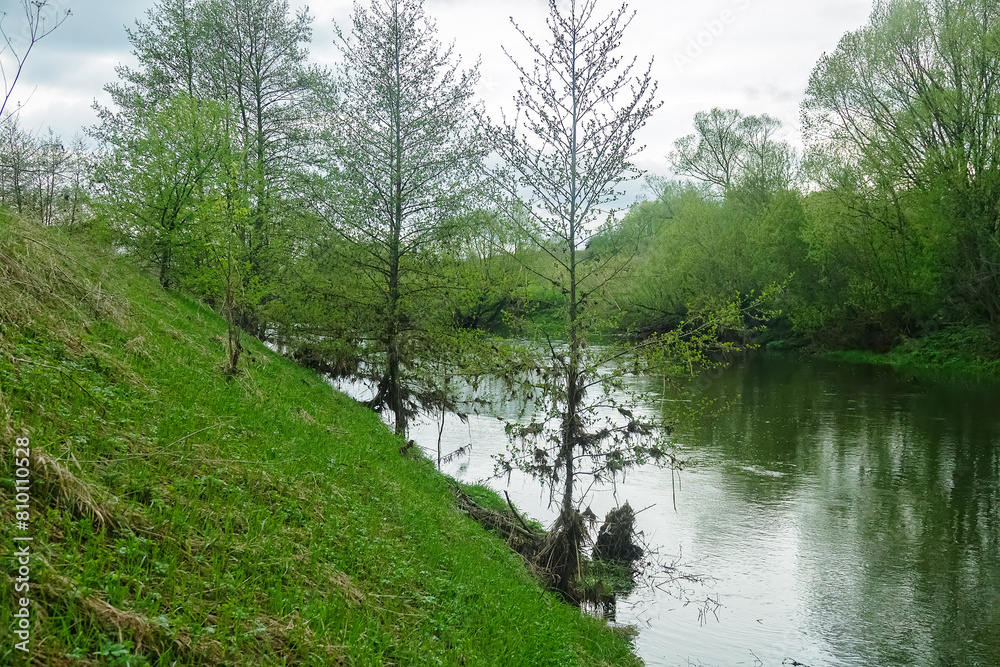 Upper course of Don River. Remains of floodplain forest of white willow and white alder. River after spring flood. Patches of dry grass hang on branches of tree and you can see level of water rise Upper course of Don River. Remains of floodplain forest of white willow and white alder. River after spring flood. Patches of dry grass hang on branches of tree and you can see level of water rise