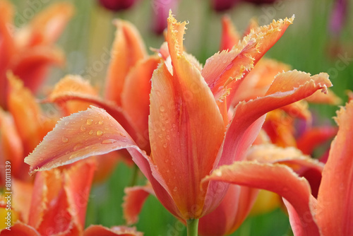 Orange fringed Tulip, tulipa ‘Alexandrine’ in flower.