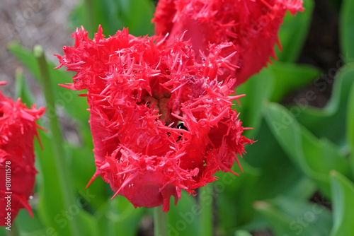 Bright red fringed Tulip  tulipa    Barbados    in flower.