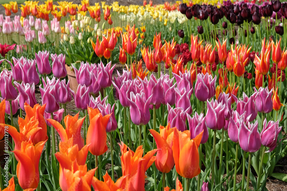 Purple and white lily flowered Tulip, tulipa ‘Ballade’ in flower. Purple and white lily flowered Tulip, tulipa ‘Ballade’ in flower.