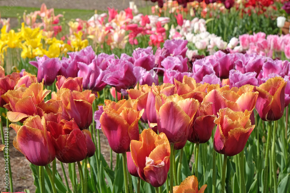 Pink and orange fringed Tulip, tulipa ‘Louvre Orange’ in flower. Pink and orange fringed Tulip, tulipa ‘Louvre Orange’ in flower.