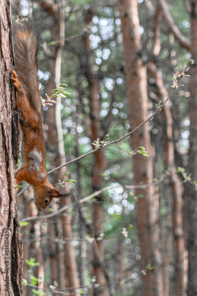 A forest squirrel runs and jumps through the trees in search of food A forest squirrel runs and jumps through the trees in search of food
