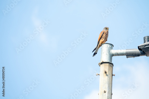 Male falcon kestrel (Falco tinnunculus) in Abu Dhabi photo
