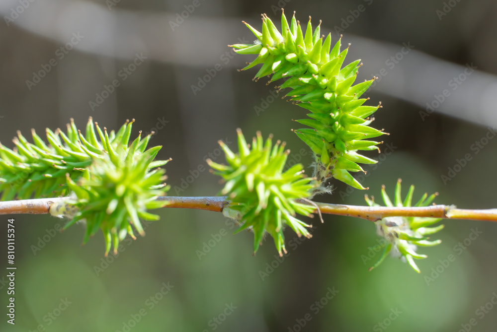 Green inflorescences willow on tree branch in spring close-up. Catkins downy pendulous composed of flowers of single and wind pollinated. Goat salix caprea is genus of woody plants family salicaceae. Green inflorescences willow on tree branch in spring close-up. Catkins downy pendulous composed of flowers of single and wind pollinated. Goat salix caprea is genus of woody plants family salicaceae.