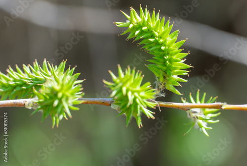 Green inflorescences willow on tree branch in spring close-up. Catkins downy pendulous composed of flowers of single and wind pollinated. Goat salix caprea is genus of woody plants family salicaceae. photo