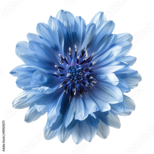 Blue Flower on White Background