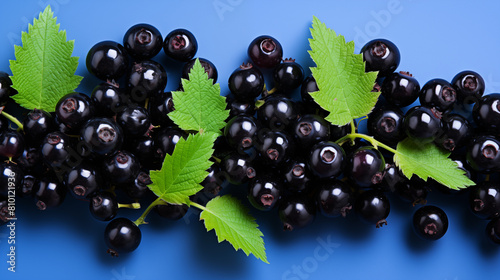 Ripe black curant edible berries hanging on bush branches closeup shot